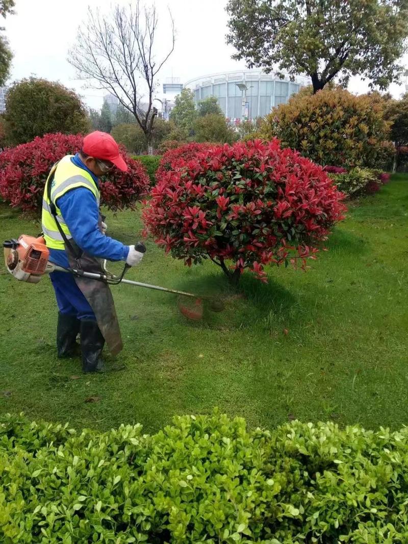 綠化養(yǎng)護18